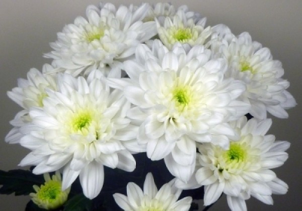 Chrysanthemum, daudzziedu Baltica White