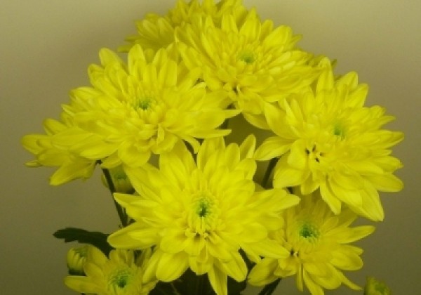 Chrysanthemum, daudzziedu Baltica Yellow