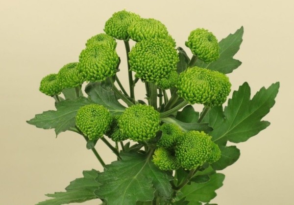 Chrysanthemum, daudzziedu Deligreen