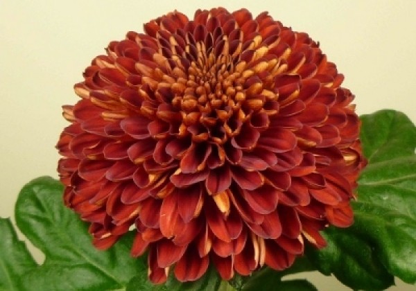 Chrysanthemum, daudzziedu Kiev Dark