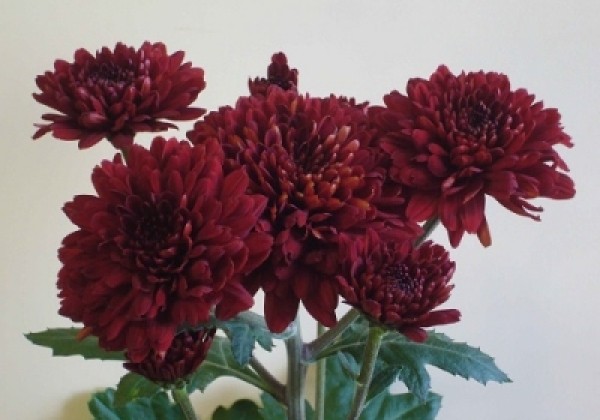Chrysanthemum, daudzziedu Kiev Red