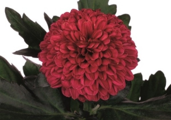 Chrysanthemum, daudzziedu Lollipop Red