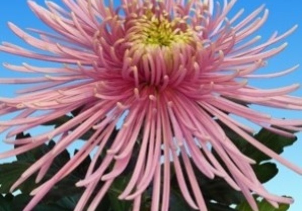 Chrysanthemum, lielziedu Spider Pink
