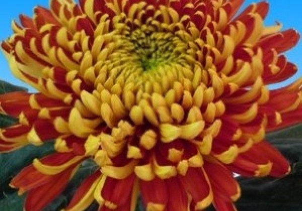 Chrysanthemum, lielziedu Tom Pearce Dark