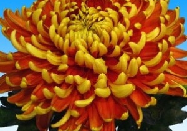 Chrysanthemum, lielziedu Tom Pearce Red