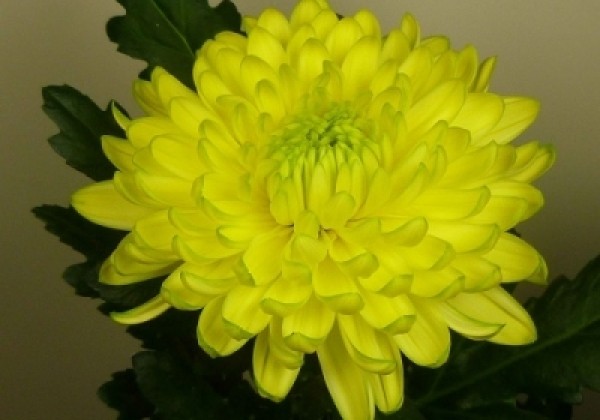 Chrysanthemum, daudzziedu Zembla Brasil