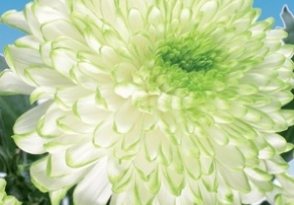 Chrysanthemum, daudzziedu Zembla Lime
