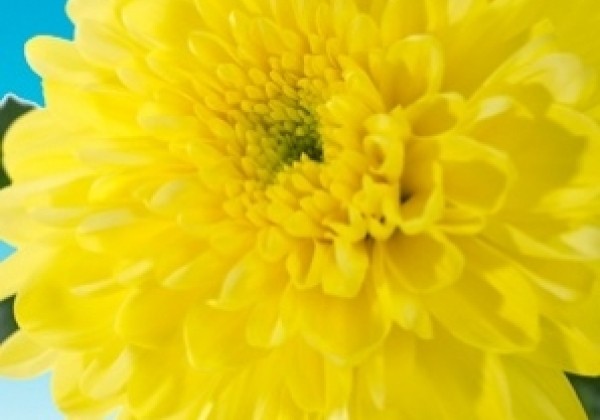 Chrysanthemum, daudzziedu Zembla Yellow