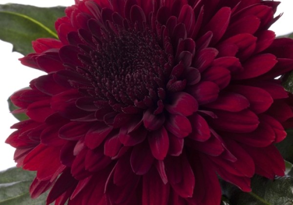 Chrysanthemum, daudzziedu Barca Red