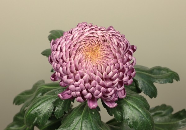 Chrysanthemum, lielziedu Bigoudi Pink