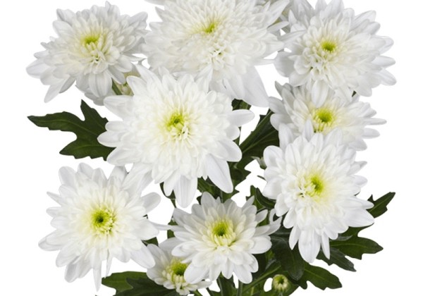 Chrysanthemum, daudzziedu Bonita White