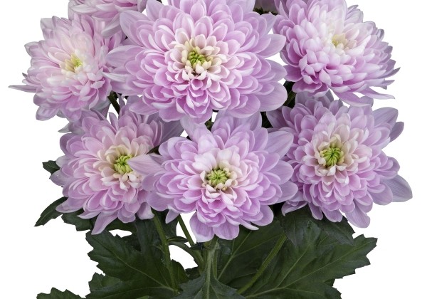 Chrysanthemum, daudzziedu Attraction Pink