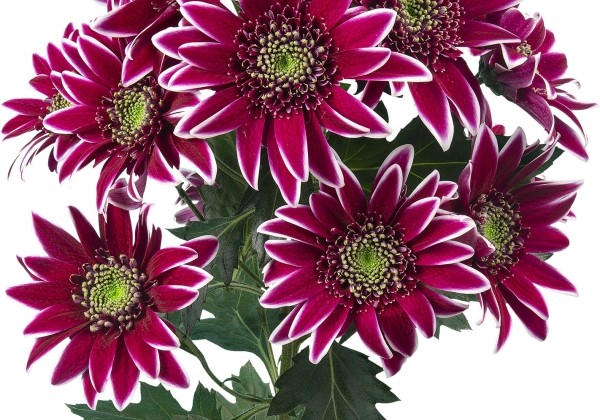 Chrysanthemum, daudzziedu Bolte