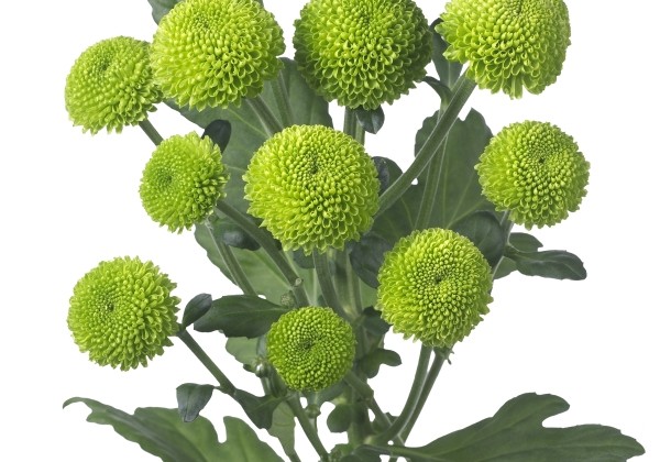 Chrysanthemum, daudzziedu Feeling Green Dark