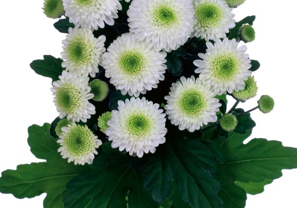 Chrysanthemum, Santini Ferry