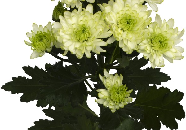 Chrysanthemum, daudzziedu Giantus