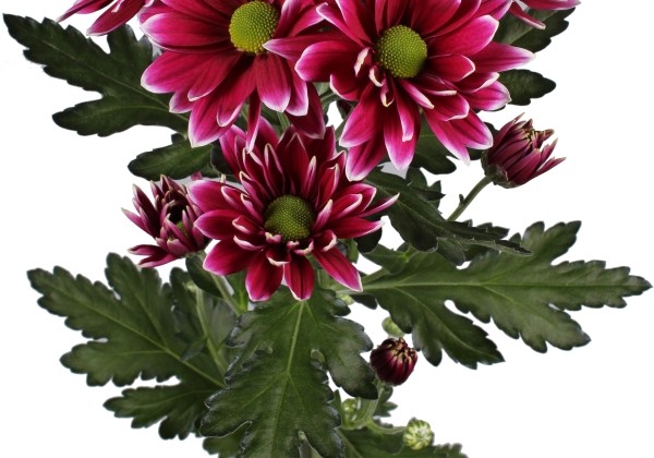 Chrysanthemum, daudzziedu Hardwell