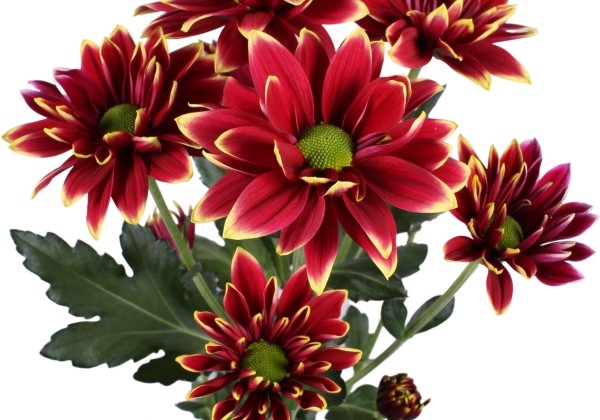 Chrysanthemum, daudzziedu Hardwell Yellow