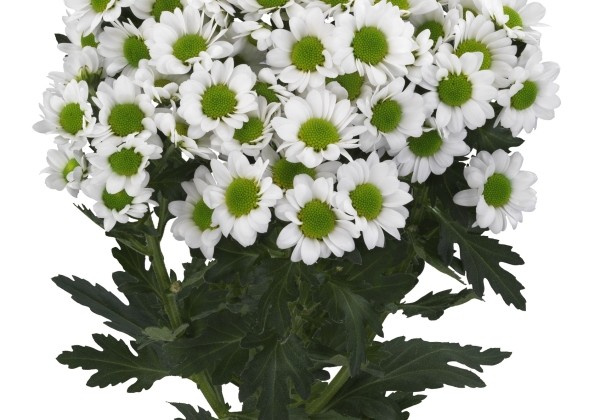 Chrysanthemum, Santini Idini White