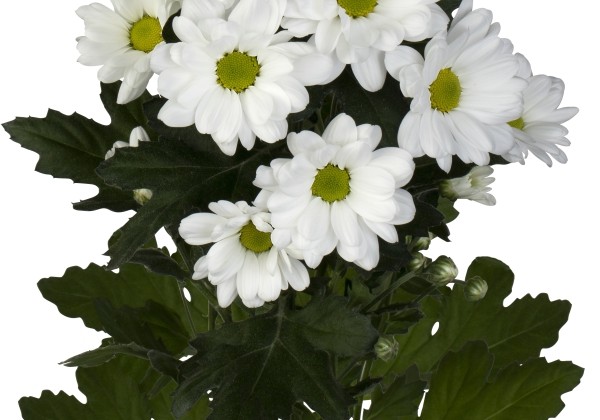 Chrysanthemum, daudzziedu Ilonka