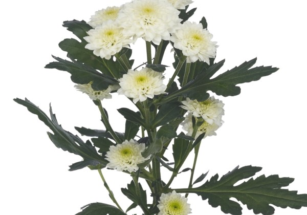 Chrysanthemum, Santini Miller White