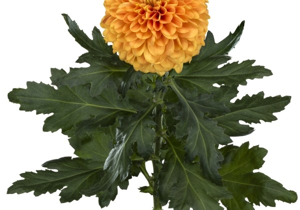Chrysanthemum, lielziedu Playtime Orange