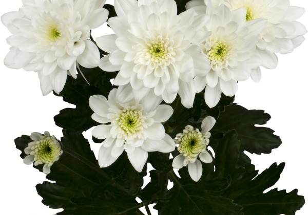 Chrysanthemum, daudzziedu White Rabbit