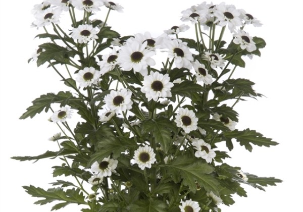 Chrysanthemum, Santini Yin Yang XXL