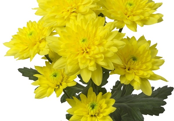 Chrysanthemum, daudzziedu Zehnya sunny