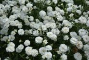 Achillea ptarmica Marshmallow