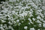 Achillea ptarmica Marshmallow