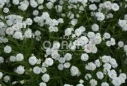 Achillea ptarmica Marshmallow