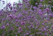Verbena bonariensis Finesse