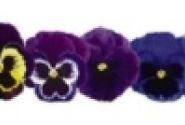 Viola wittrockiana Inspire PLUS Maxi Mix