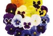 Viola wittrockiana Inspire PLUS Maxi Mix