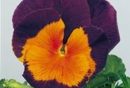 Viola wittrockiana Joker Jolly Joker