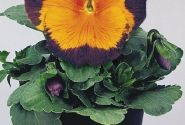 Viola wittrockiana Joker Jolly Joker