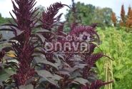 Amaranthus cruentus Oeschberg