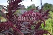 Amaranthus cruentus Oeschberg