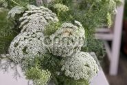Ammi visnaga Green Mist