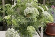 Ammi visnaga Green Mist