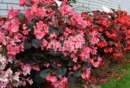 Begonia benariensis Big Rose with Bronze Leaf