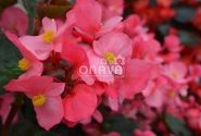 Begonia benariensis Big Rose with Bronze Leaf