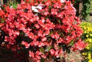 Begonia benariensis Big DeluXXe Rose with Bronze Leaf