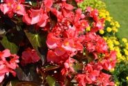Begonia benariensis Big DeluXXe Rose with Bronze Leaf