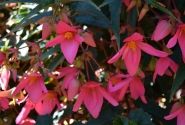 Begonia boliviensis Bellavista Rose