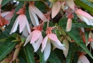 Begonia boliviensis La Paz Appleblossom