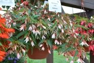Begonia boliviensis La Paz Appleblossom