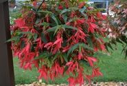Begonia boliviensis La Paz Rose