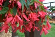 Begonia boliviensis La Paz Rose
